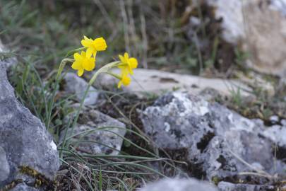 Fotografia da espécie Narcissus assoanus