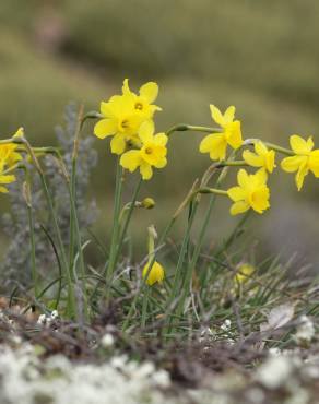 Fotografia 8 da espécie Narcissus assoanus no Jardim Botânico UTAD