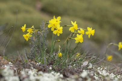 Fotografia da espécie Narcissus assoanus