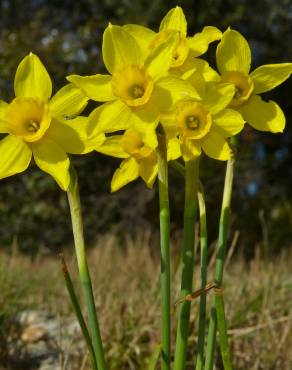 Fotografia 9 da espécie Narcissus assoanus no Jardim Botânico UTAD