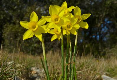 Fotografia da espécie Narcissus assoanus