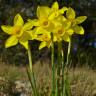 Fotografia 9 da espécie Narcissus assoanus do Jardim Botânico UTAD