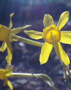 Fotografia 10 da espécie Narcissus assoanus no Jardim Botânico UTAD