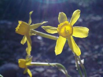 Fotografia da espécie Narcissus assoanus