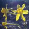 Fotografia 10 da espécie Narcissus assoanus do Jardim Botânico UTAD