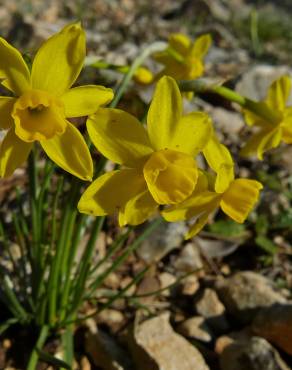 Fotografia 12 da espécie Narcissus assoanus no Jardim Botânico UTAD