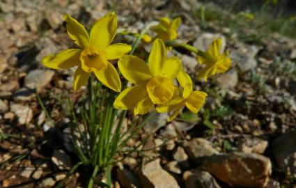 Fotografia da espécie Narcissus assoanus