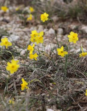 Fotografia 13 da espécie Narcissus assoanus no Jardim Botânico UTAD