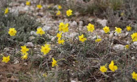 Fotografia da espécie Narcissus assoanus