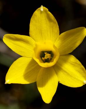Fotografia 14 da espécie Narcissus assoanus no Jardim Botânico UTAD