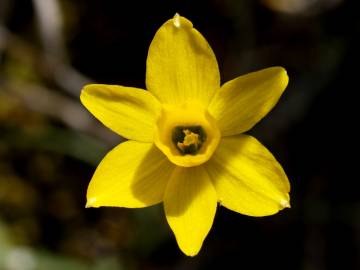 Fotografia da espécie Narcissus assoanus