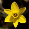 Fotografia 14 da espécie Narcissus assoanus do Jardim Botânico UTAD