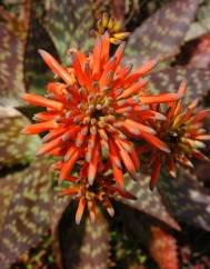 Aloe maculata