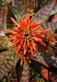 Fotografia da espécie Aloe maculata