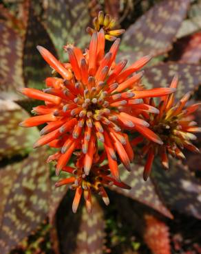 Fotografia 1 da espécie Aloe maculata no Jardim Botânico UTAD