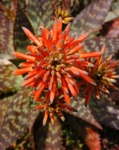 Fotografia de capa Aloe maculata - do Jardim Botânico