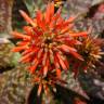 Fotografia 1 da espécie Aloe maculata do Jardim Botânico UTAD