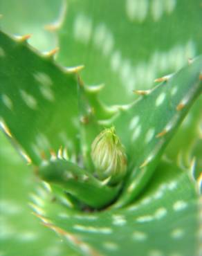 Fotografia 2 da espécie Aloe maculata no Jardim Botânico UTAD
