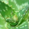 Fotografia 2 da espécie Aloe maculata do Jardim Botânico UTAD
