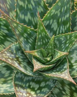 Fotografia 3 da espécie Aloe maculata no Jardim Botânico UTAD