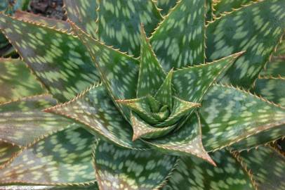 Fotografia da espécie Aloe maculata