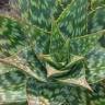 Fotografia 3 da espécie Aloe maculata do Jardim Botânico UTAD