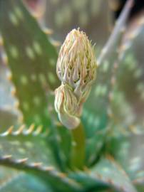 Fotografia da espécie Aloe maculata