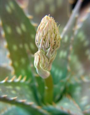 Fotografia 4 da espécie Aloe maculata no Jardim Botânico UTAD