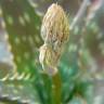 Fotografia 4 da espécie Aloe maculata do Jardim Botânico UTAD