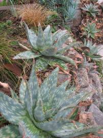 Fotografia da espécie Aloe maculata