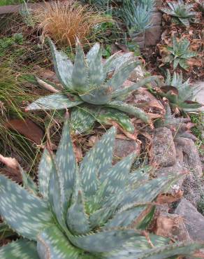 Fotografia 5 da espécie Aloe maculata no Jardim Botânico UTAD