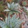 Fotografia 5 da espécie Aloe maculata do Jardim Botânico UTAD