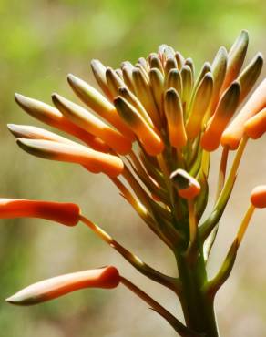 Fotografia 6 da espécie Aloe maculata no Jardim Botânico UTAD