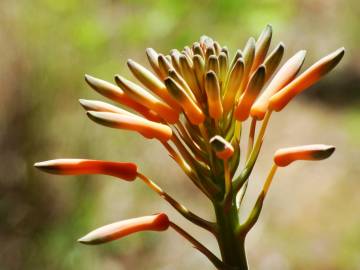 Fotografia da espécie Aloe maculata