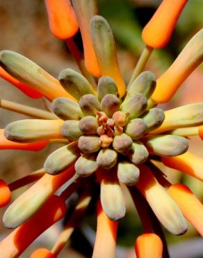 Fotografia 7 da espécie Aloe maculata no Jardim Botânico UTAD
