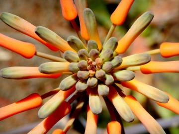 Fotografia da espécie Aloe maculata