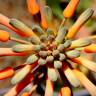 Fotografia 7 da espécie Aloe maculata do Jardim Botânico UTAD
