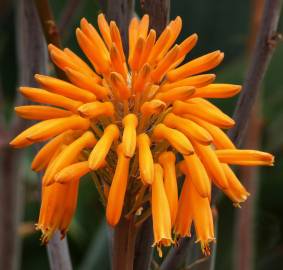 Fotografia da espécie Aloe maculata