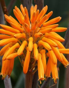 Fotografia 8 da espécie Aloe maculata no Jardim Botânico UTAD
