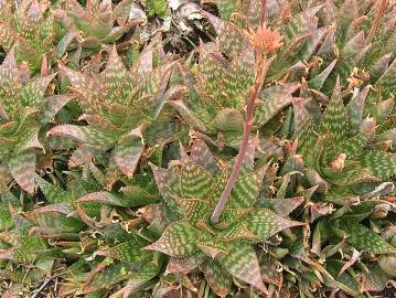 Fotografia da espécie Aloe maculata