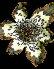 Ferraria crispa subesp. crispa