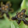 Fotografia 8 da espécie Ferraria crispa subesp. crispa do Jardim Botânico UTAD