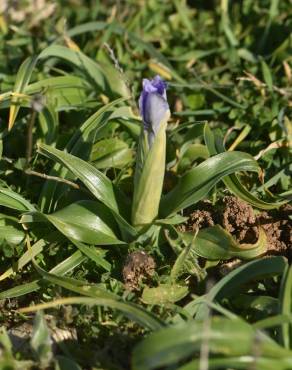 Fotografia 2 da espécie Iris planifolia no Jardim Botânico UTAD