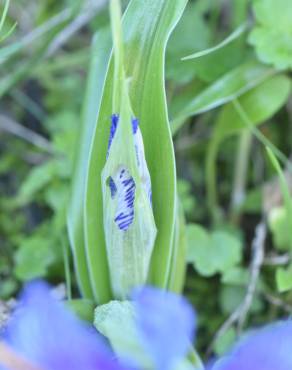 Fotografia 4 da espécie Iris planifolia no Jardim Botânico UTAD