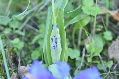 Fotografia da espécie Iris planifolia