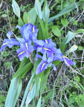 Fotografia 5 da espécie Iris planifolia no Jardim Botânico UTAD