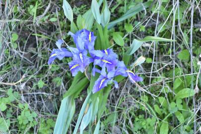 Fotografia da espécie Iris planifolia