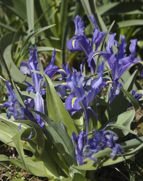 Fotografia 6 da espécie Iris planifolia no Jardim Botânico UTAD