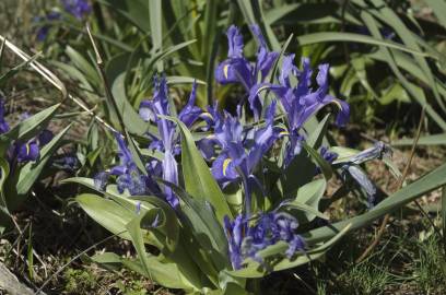 Fotografia da espécie Iris planifolia