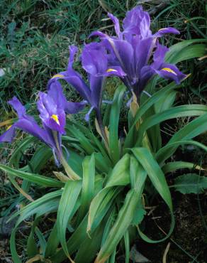 Fotografia 7 da espécie Iris planifolia no Jardim Botânico UTAD